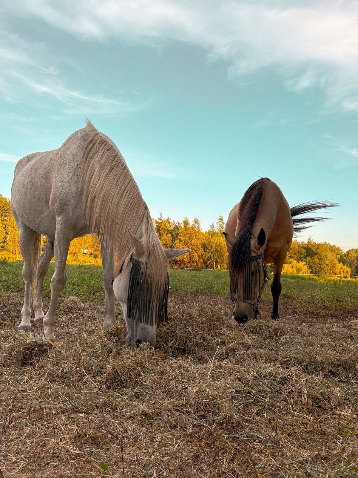 Stalhulp gezocht, Dieren en Toebehoren