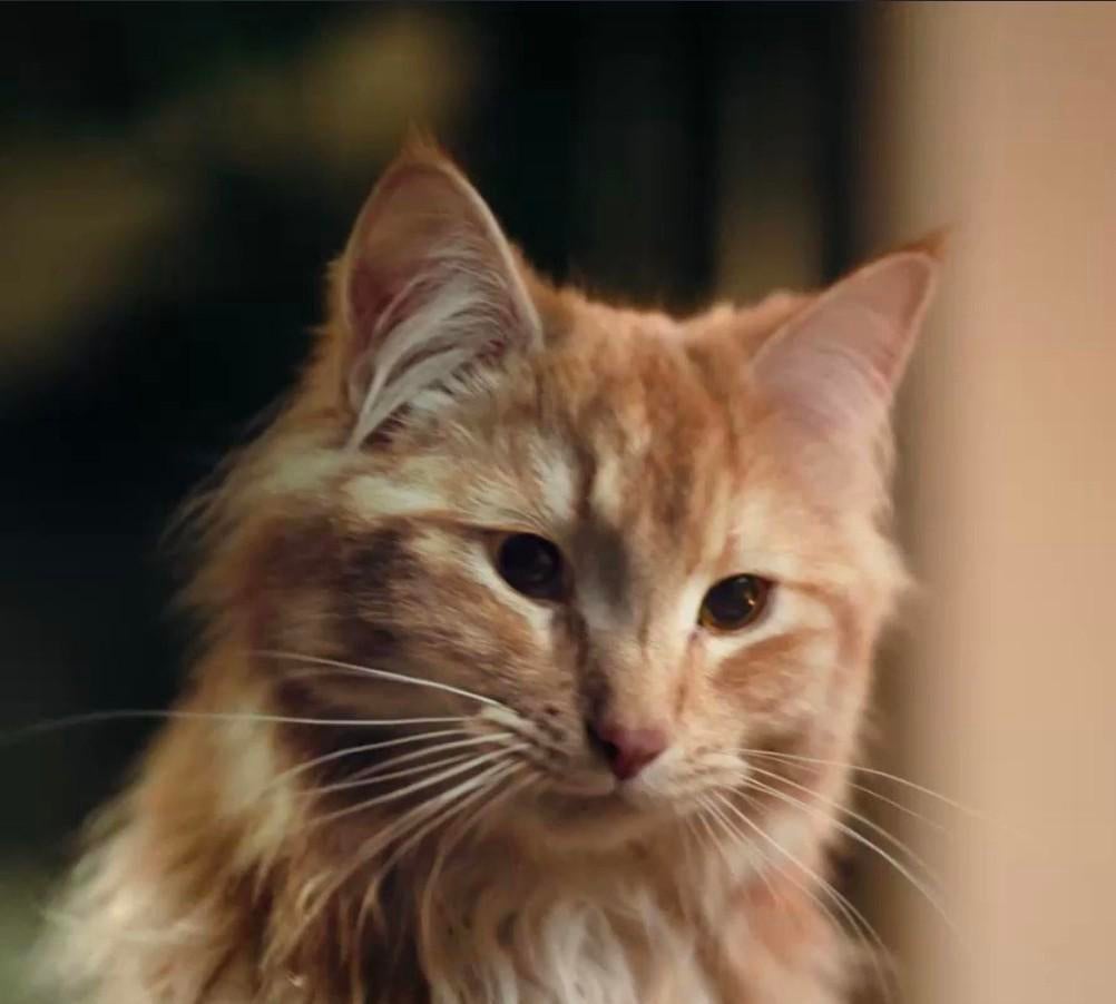 Gezocht  rooie poes ,langharig, Kater