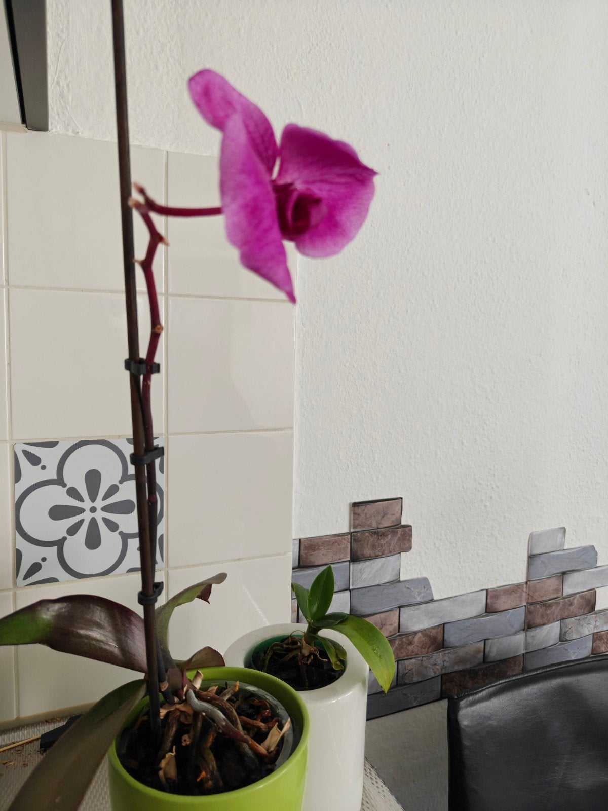 Mooie orchideeën in pot - diverse kleuren, Tuin en Terras, Planten | Tuinplanten, Vaste plant, Halfschaduw, Lente, Ophalen