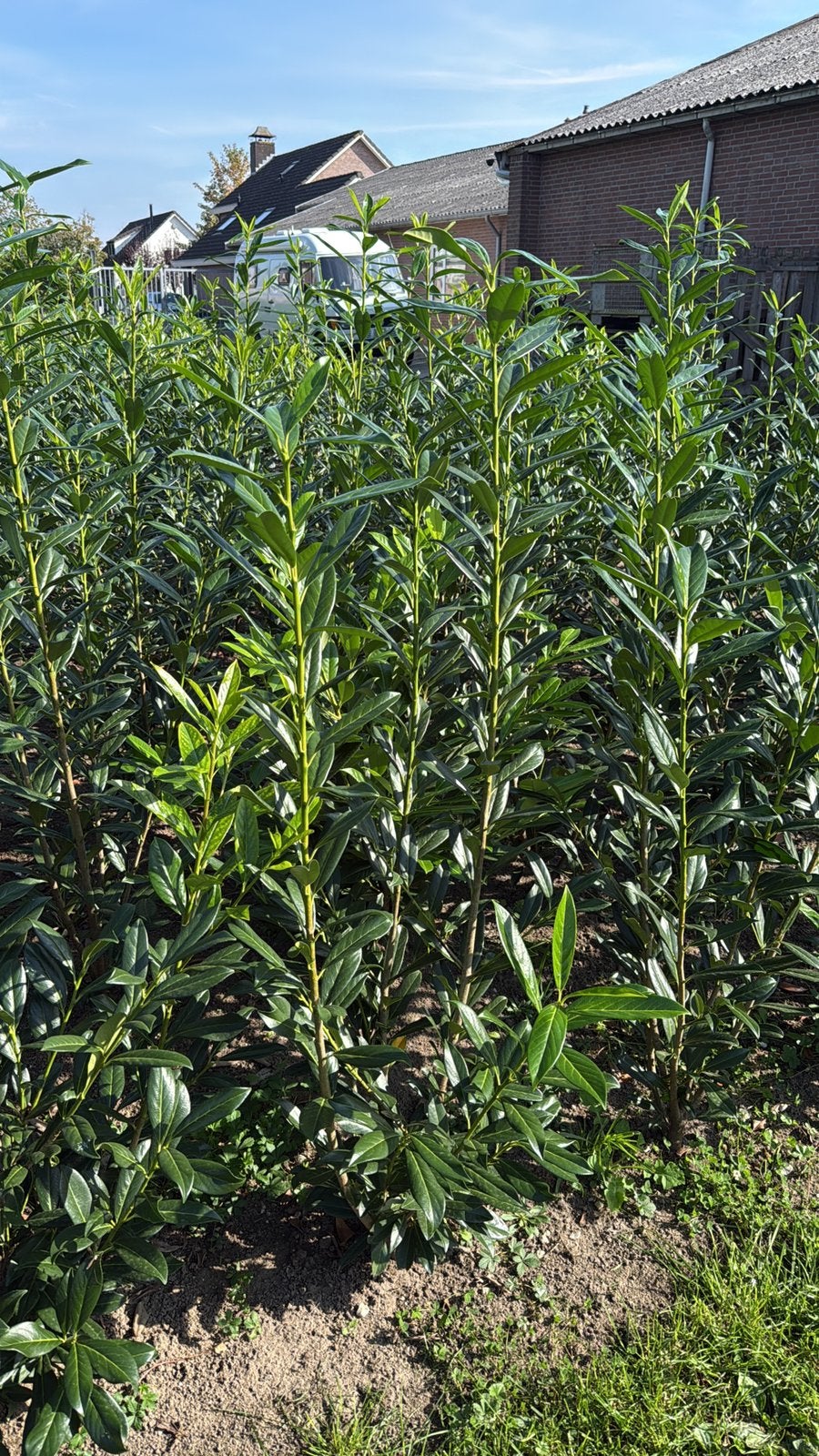 Prunus caucasica laurier, Ophalen, Laurier, Minder dan 100 cm