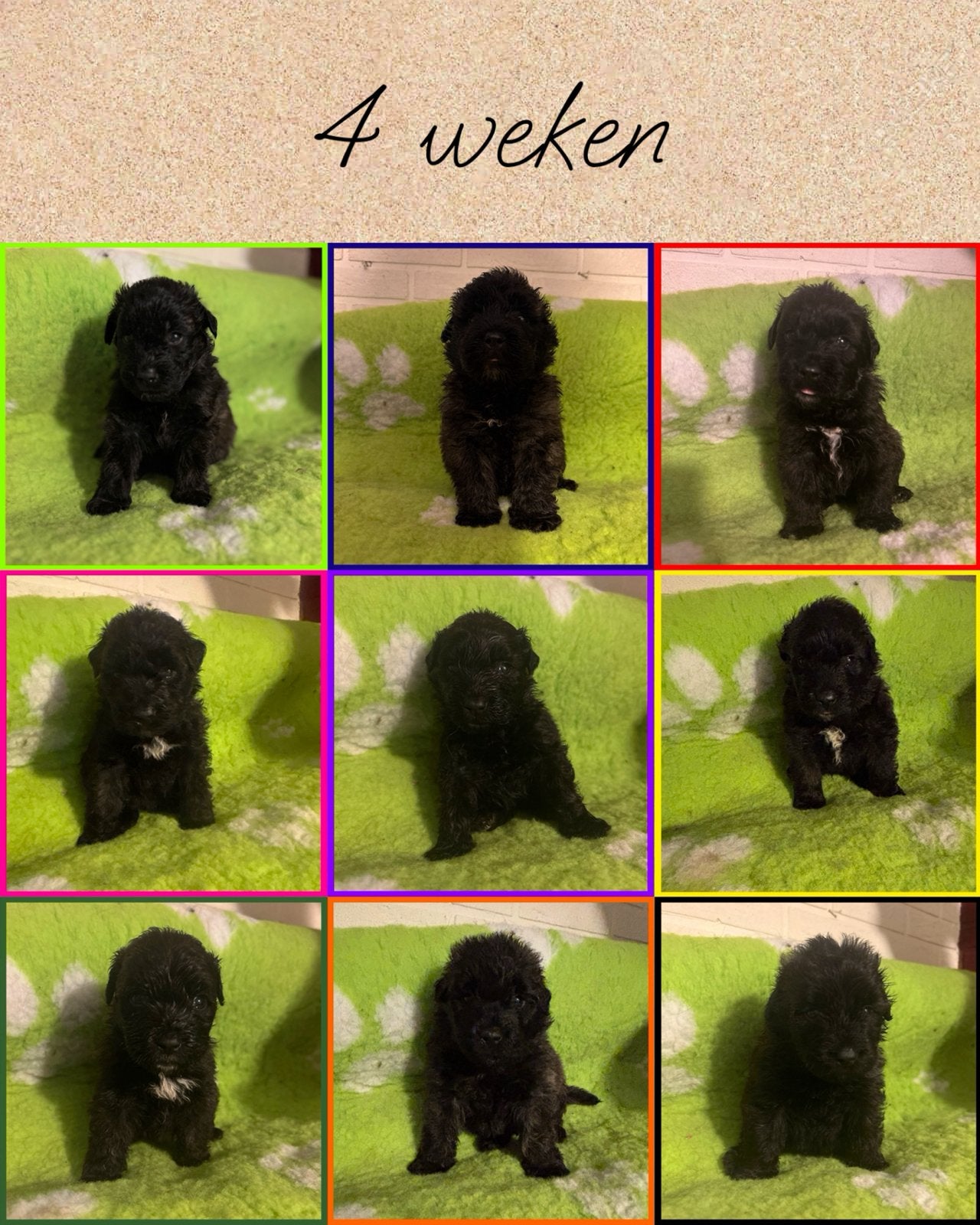 Bouvier pups met FCI stamboom, Dieren en Toebehoren, Bouvier, CDV (hondenziekte), 8 tot 15 weken, Meerdere