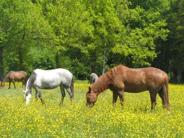 Rusthuis voor paarden en poneys in hartje Frankrijk, Weidegang, 4 paarden of pony's of meer