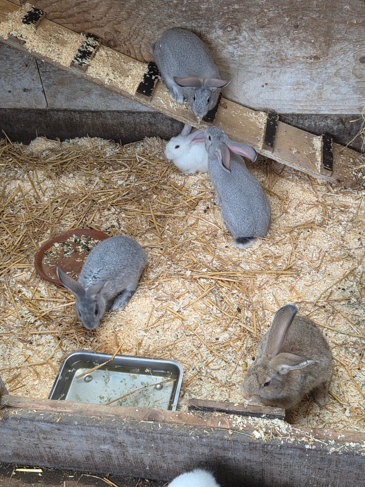 mooie jonge mannetjes te koop., Dieren en Toebehoren, Konijnen, Mannelijk, Groot