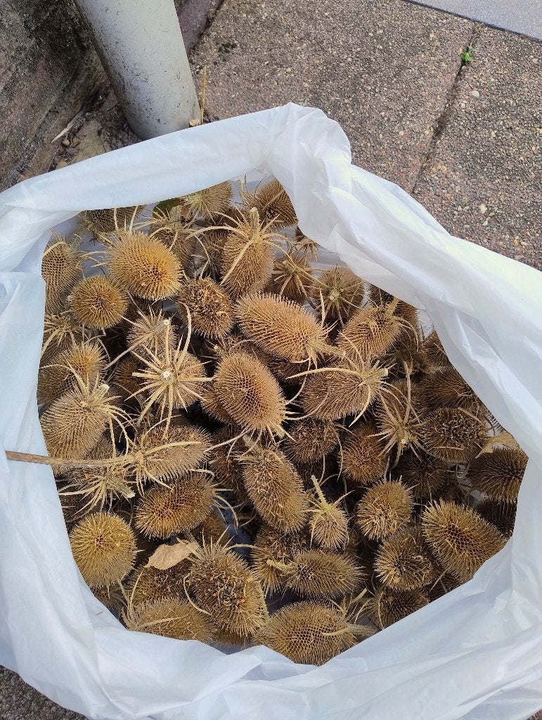 kaardebol gratis zaad, Tuin en Terras, Ophalen, Voorjaar, Volle zon, Zaad