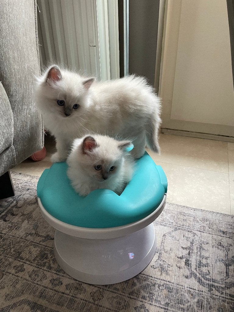 Twee ragdoll kittens te koop, Dieren en Toebehoren, Meerdere dieren, Ontwormd, 0 tot 2 jaar