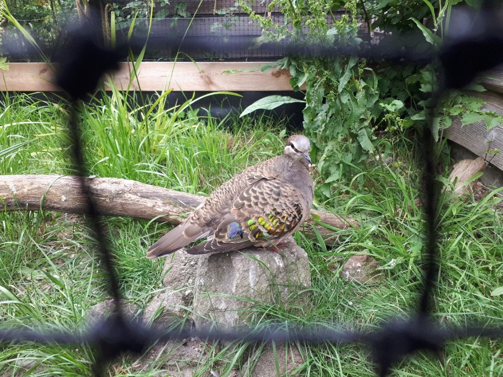 Bronsvleugelduif, Dieren en Toebehoren, Vogels | Duiven, Mannelijk, Overige soorten