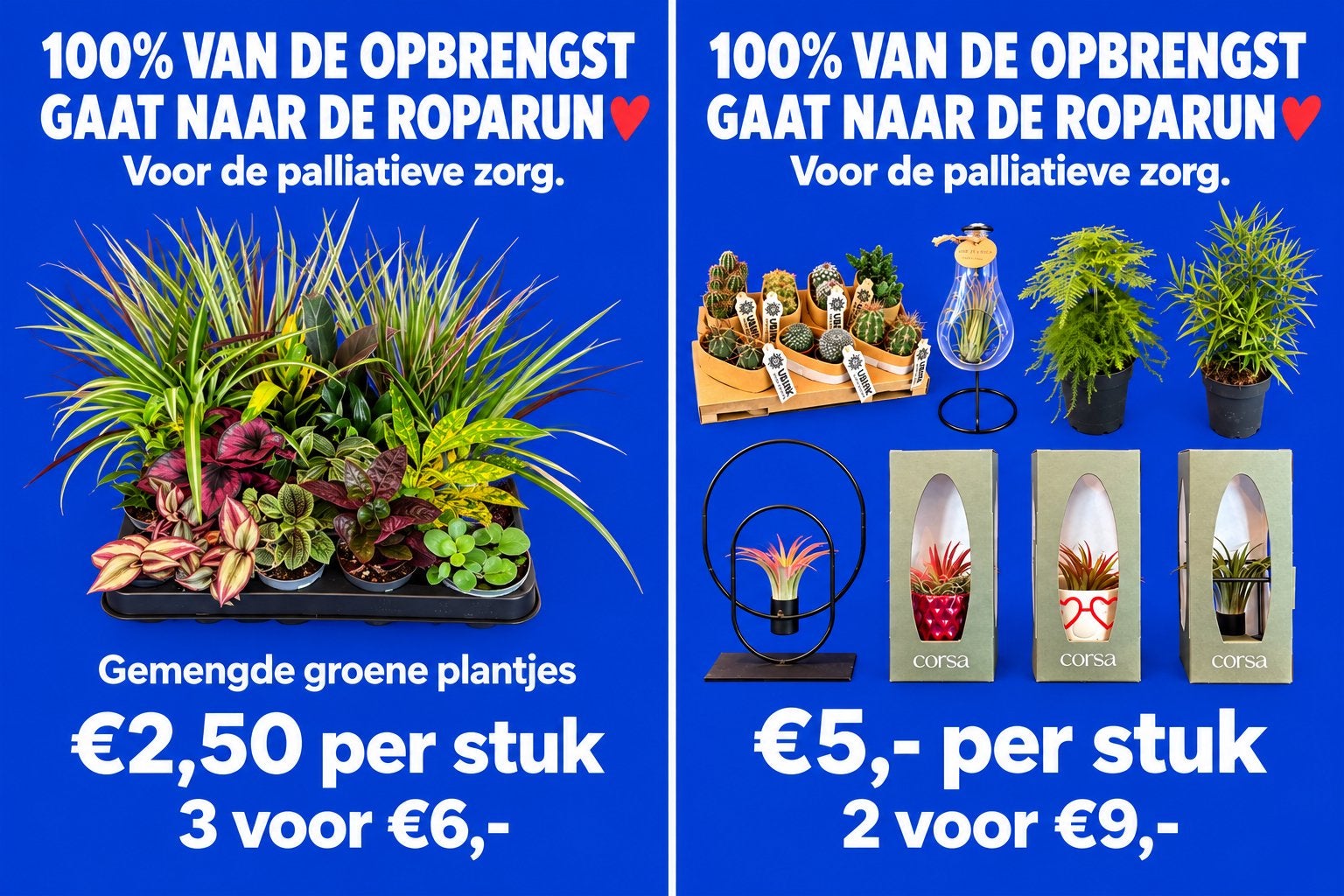 Mooie planten voor het goede doel, Huis en Inrichting, Ophalen, Minder dan 100 cm