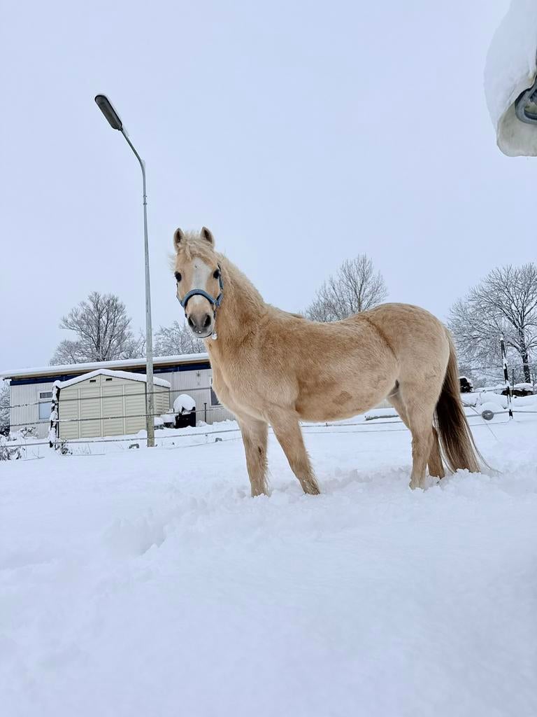Welsh pony zoekt nieuw 5️, Dieren en Toebehoren, Pony's, Ruin