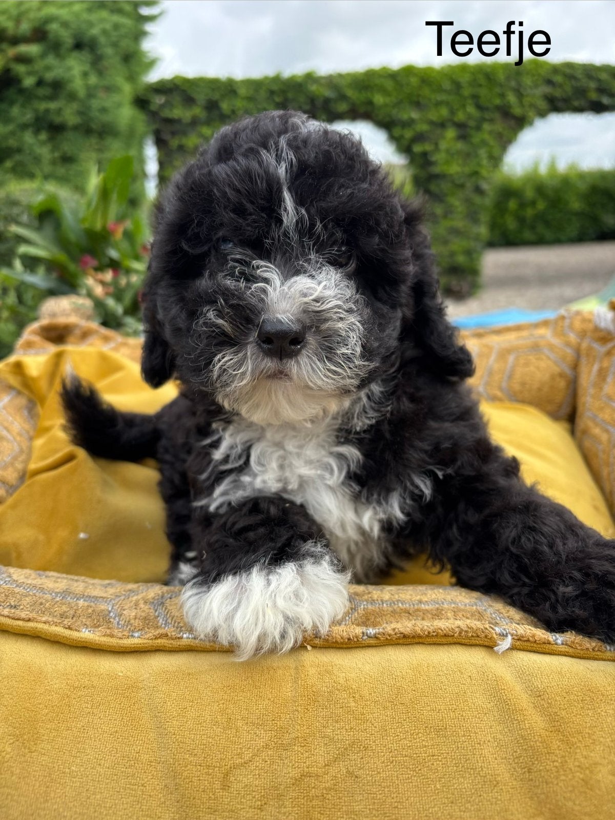 Boomer x Labradoodle mini pups, Nederland, Overige rassen, 8 tot 15 weken, Meerdere