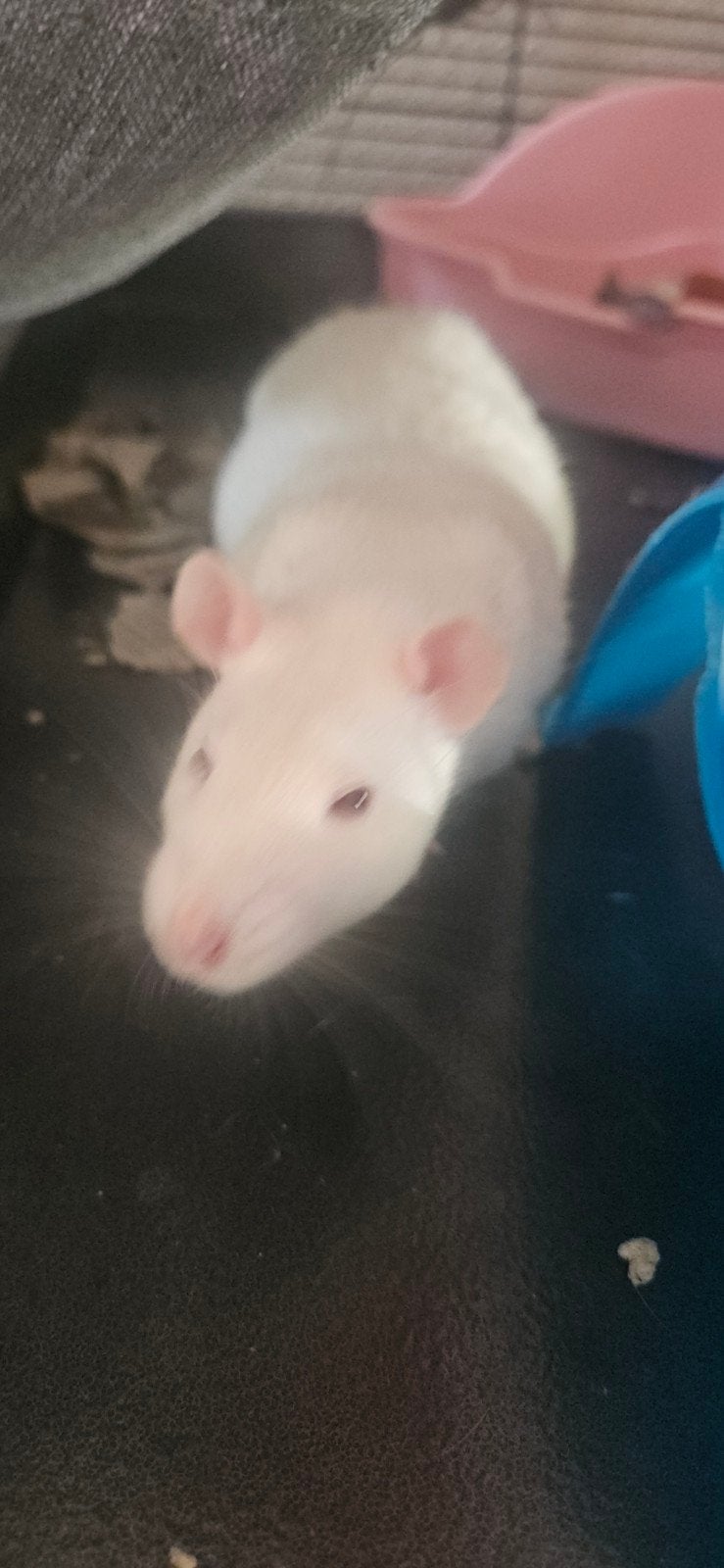 5 tamme ratten, Dieren en Toebehoren, Knaagdieren, Rat, Vrouwelijk, Januari, Tam