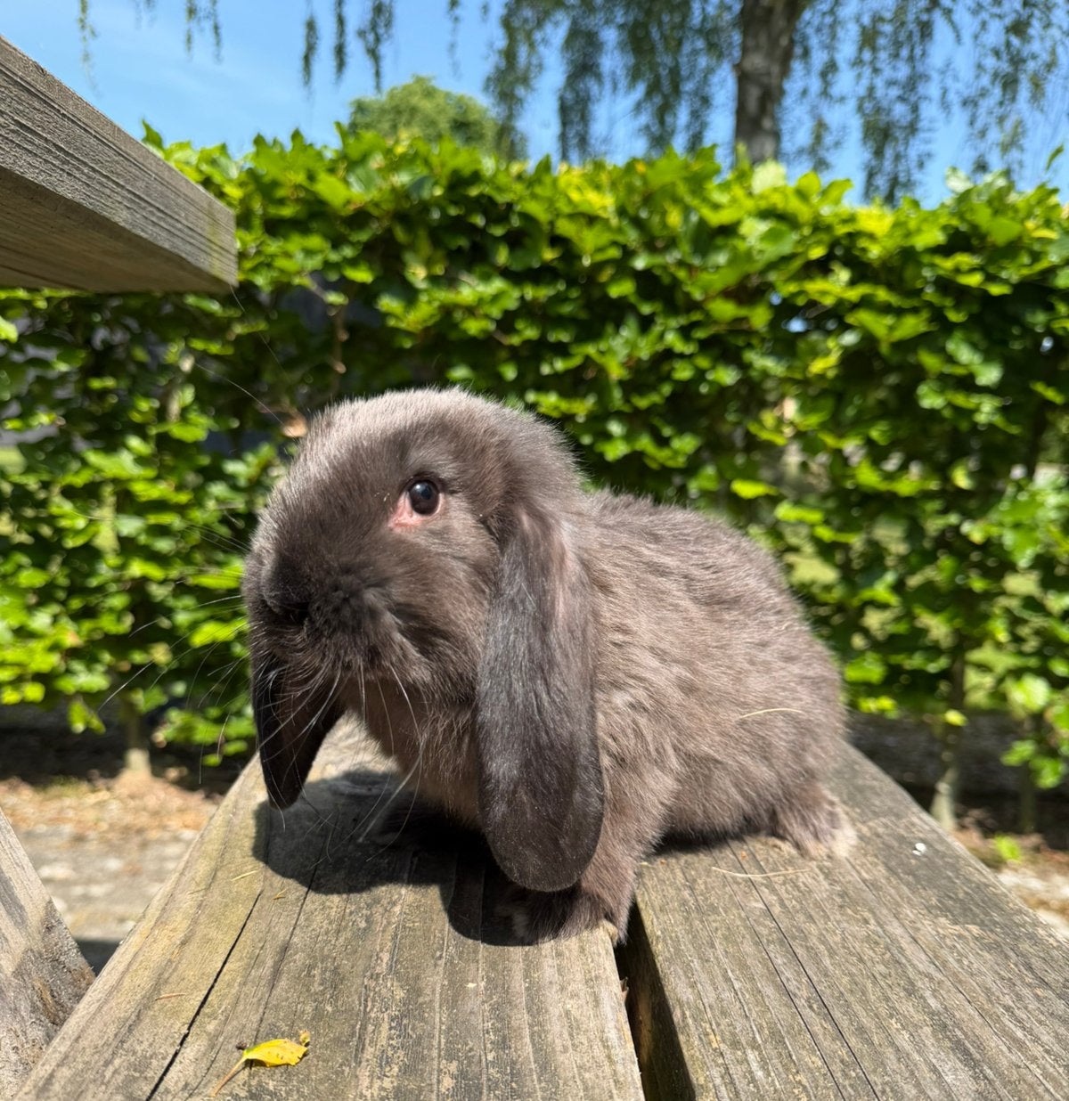 Lieve franse hangoor ram, bruinmarter, Dieren en Toebehoren, Konijnen, Mannelijk, Groot, Hangoor, 0 tot 2 jaar