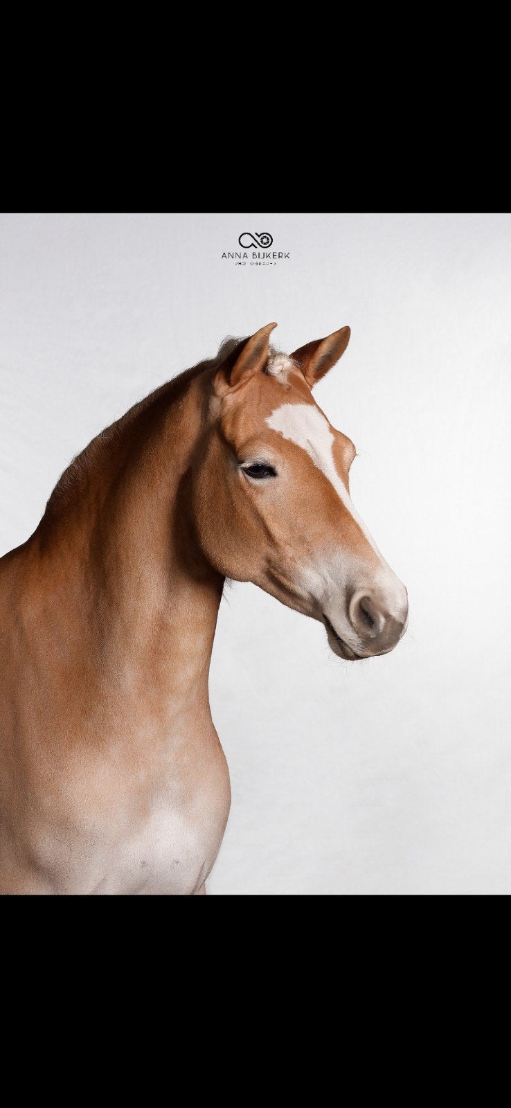 Super knappe 7 jarige haflinger merrie, Merrie, Recreatiepaard, 3 tot 6 jaar