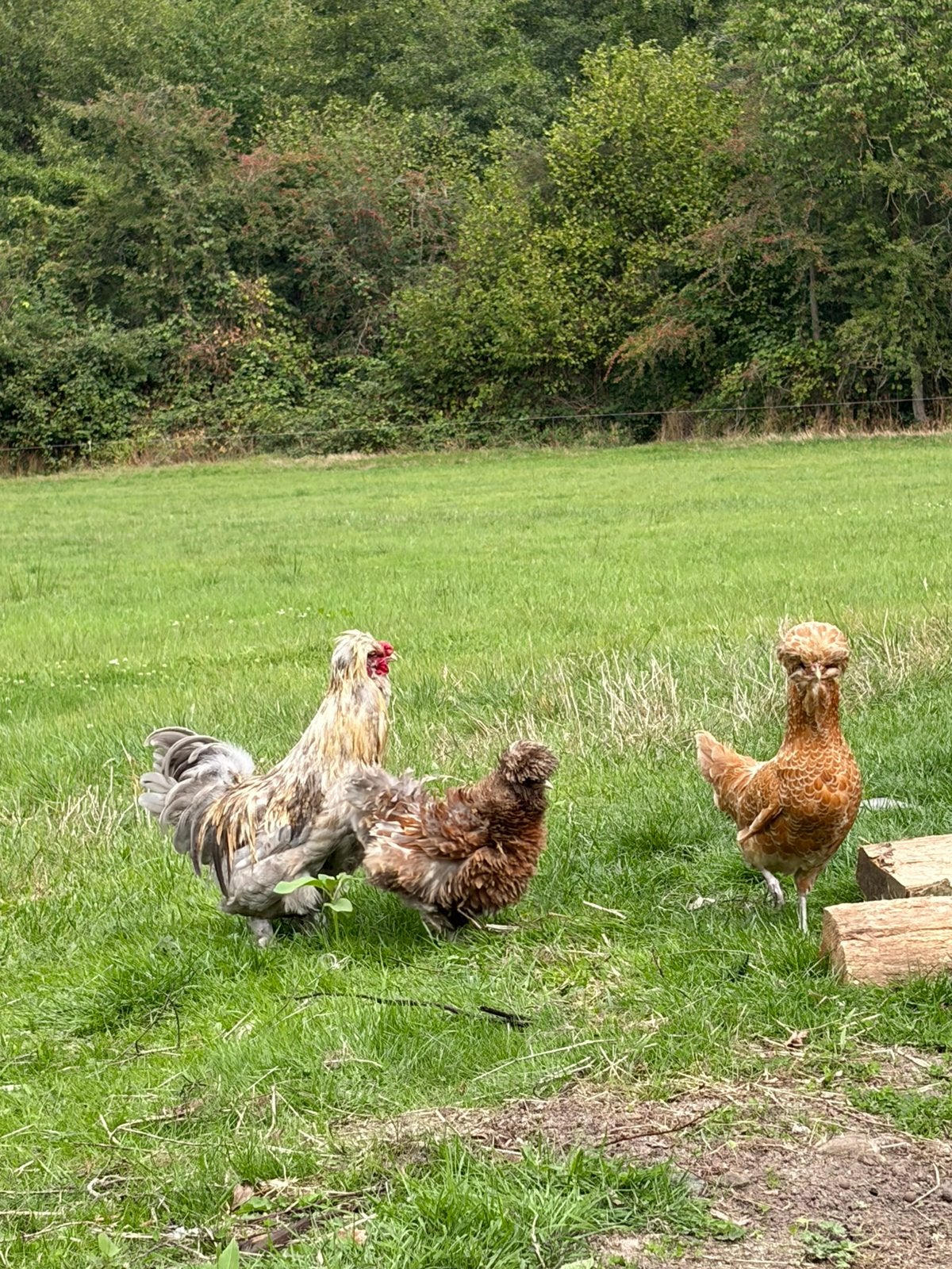 Haan zijdehoen/kuifhoen, Dieren en Toebehoren, Mannelijk, Kip