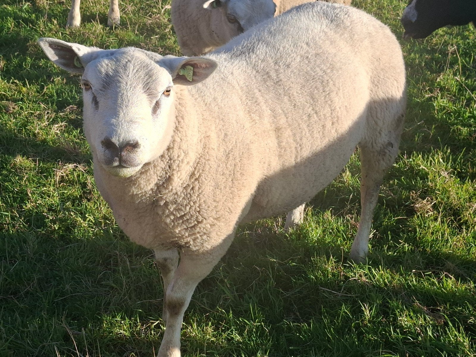 Dekram Texelaar zwoegervrij !!, Dieren en Toebehoren
