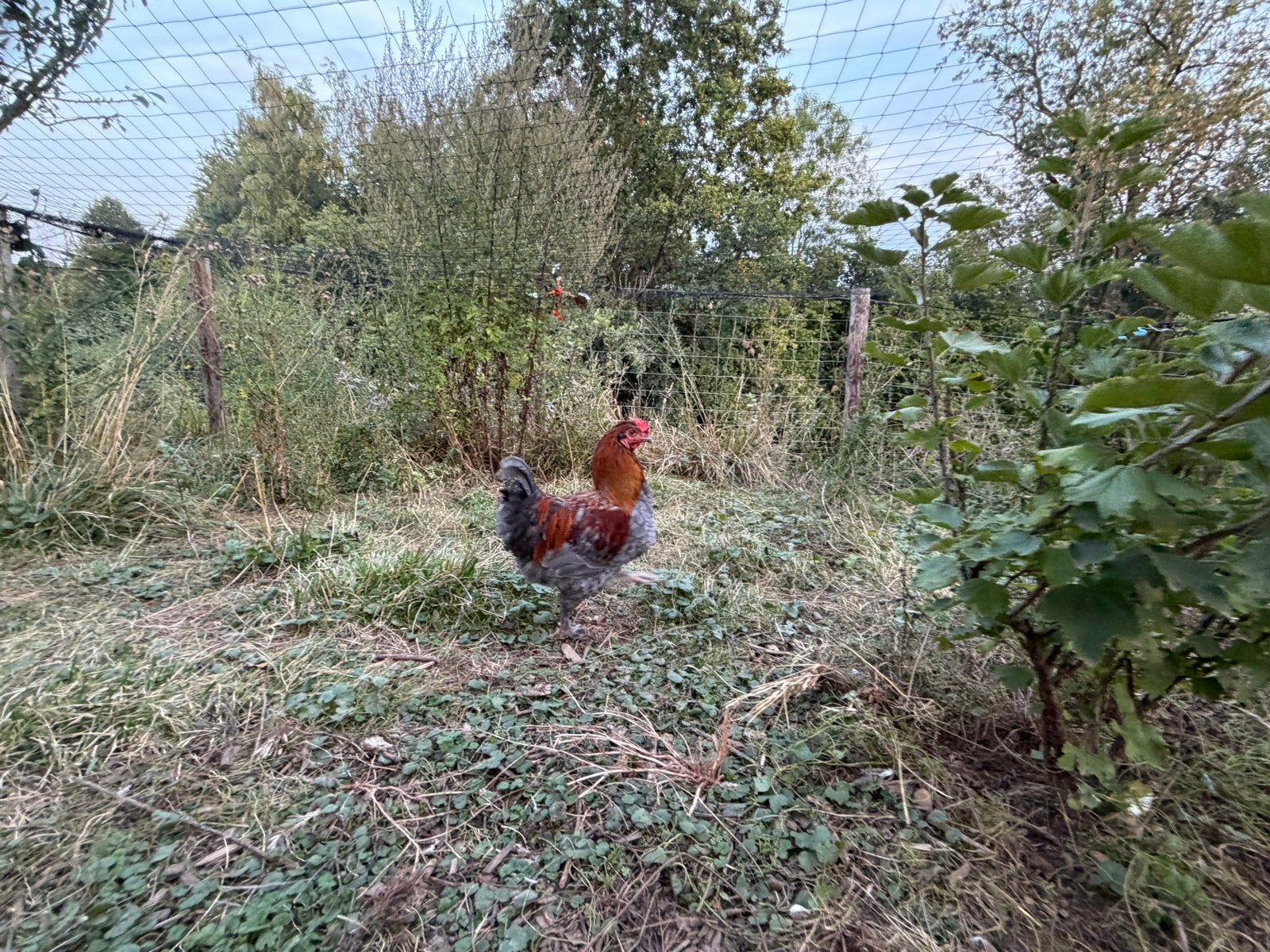 4 hanen gratis af te halen, Dieren en Toebehoren, Pluimvee, Mannelijk, Kip