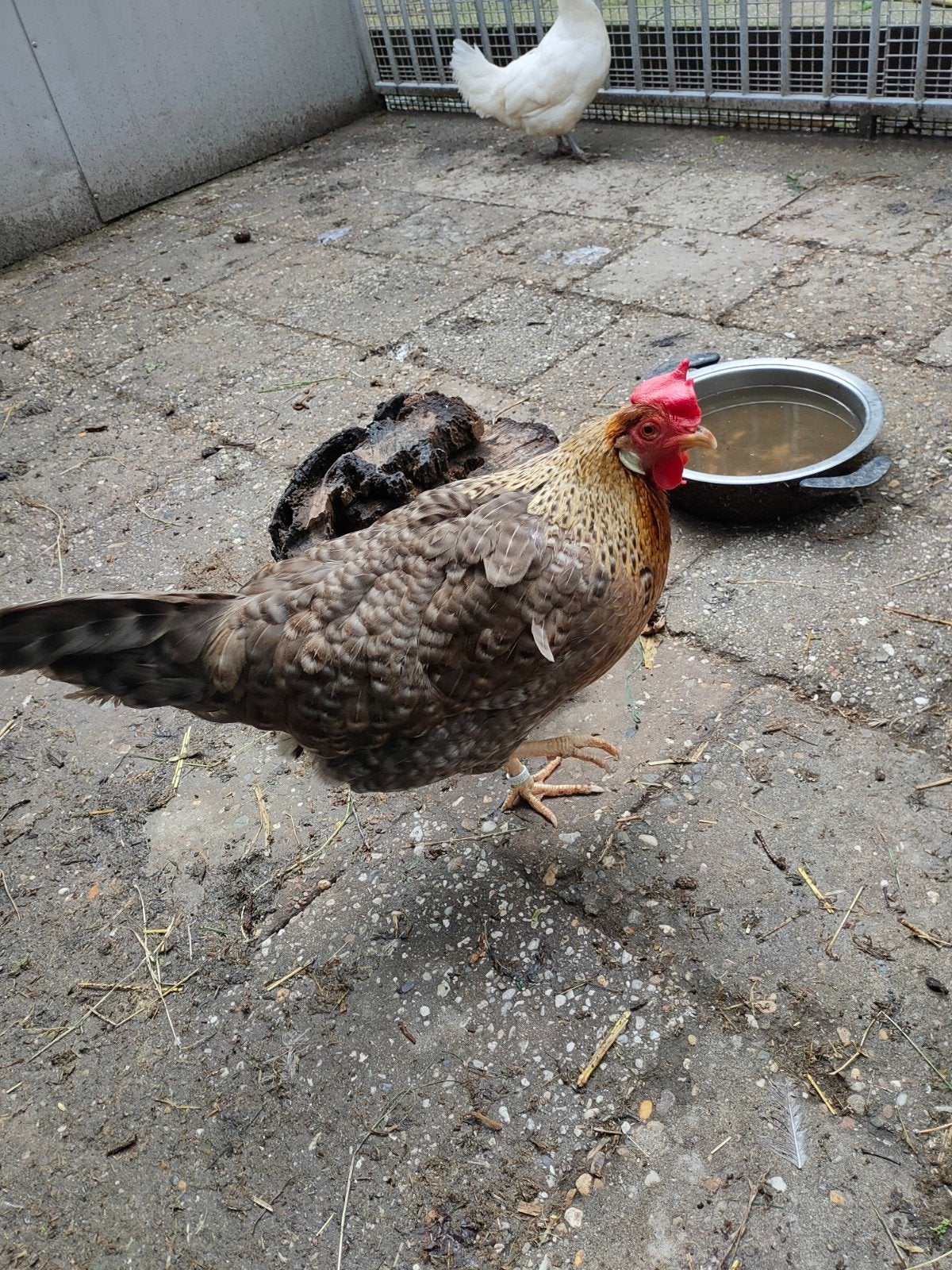 Bonte leghorn leghen ca 1, 5 jaar oud, Vrouwelijk, Kip