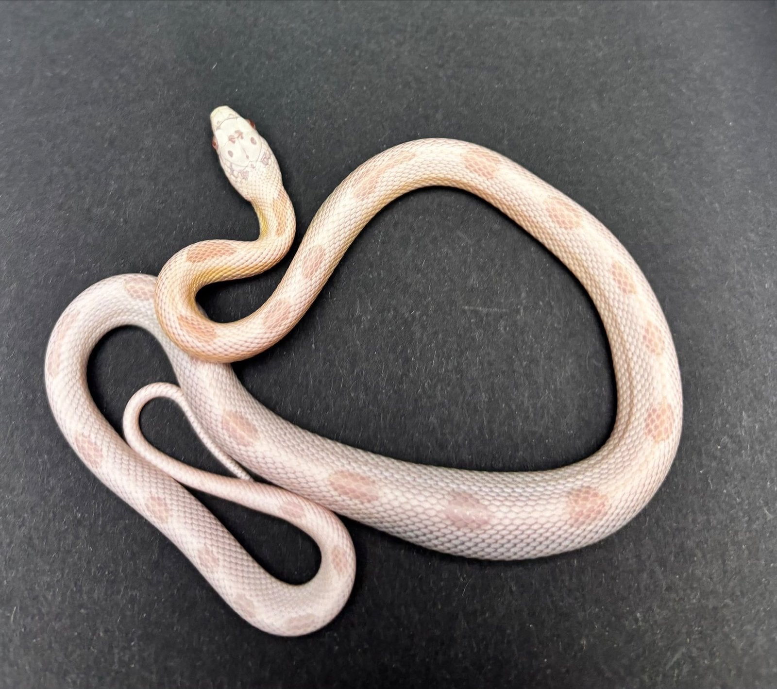 Div rattenslangen Rat Snake photo 6