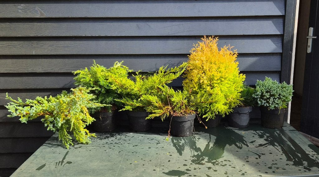 laag blijvende coniferen, Tuin en Terras, Ophalen, Conifeer, Struik, Minder dan 100 cm