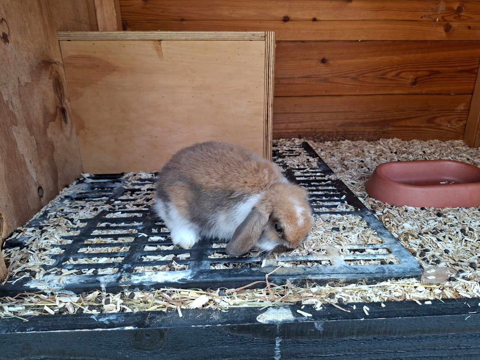 Nederlandse dwerghangoor, Dieren en Toebehoren, Juni, Mannelijk