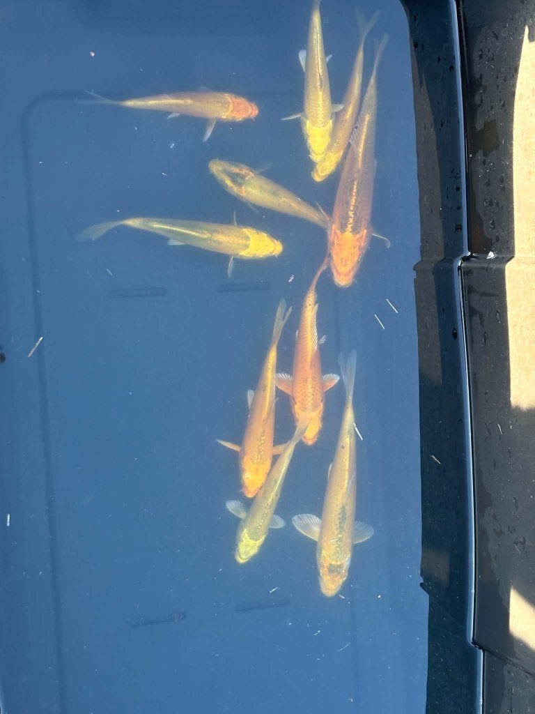 10x Yamabuki & Metallic Koi – Eigen Kweek, Dieren en Toebehoren, Karper of Koi