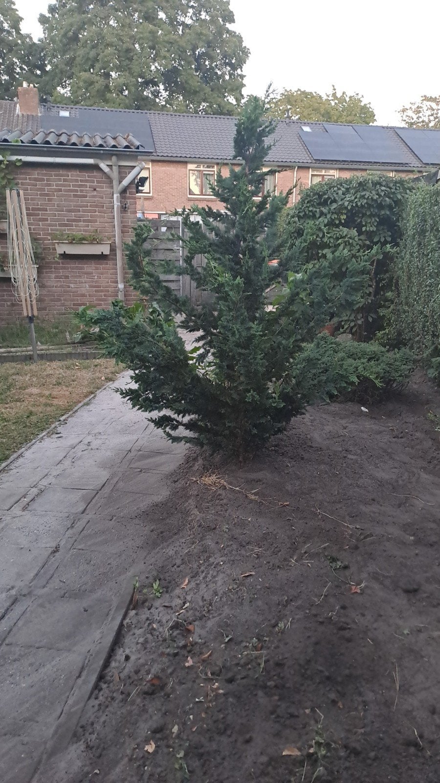 Conifeer, Tuin en Terras, Planten | Bomen, Ophalen, Bloeit niet, Halfschaduw, Overige soorten