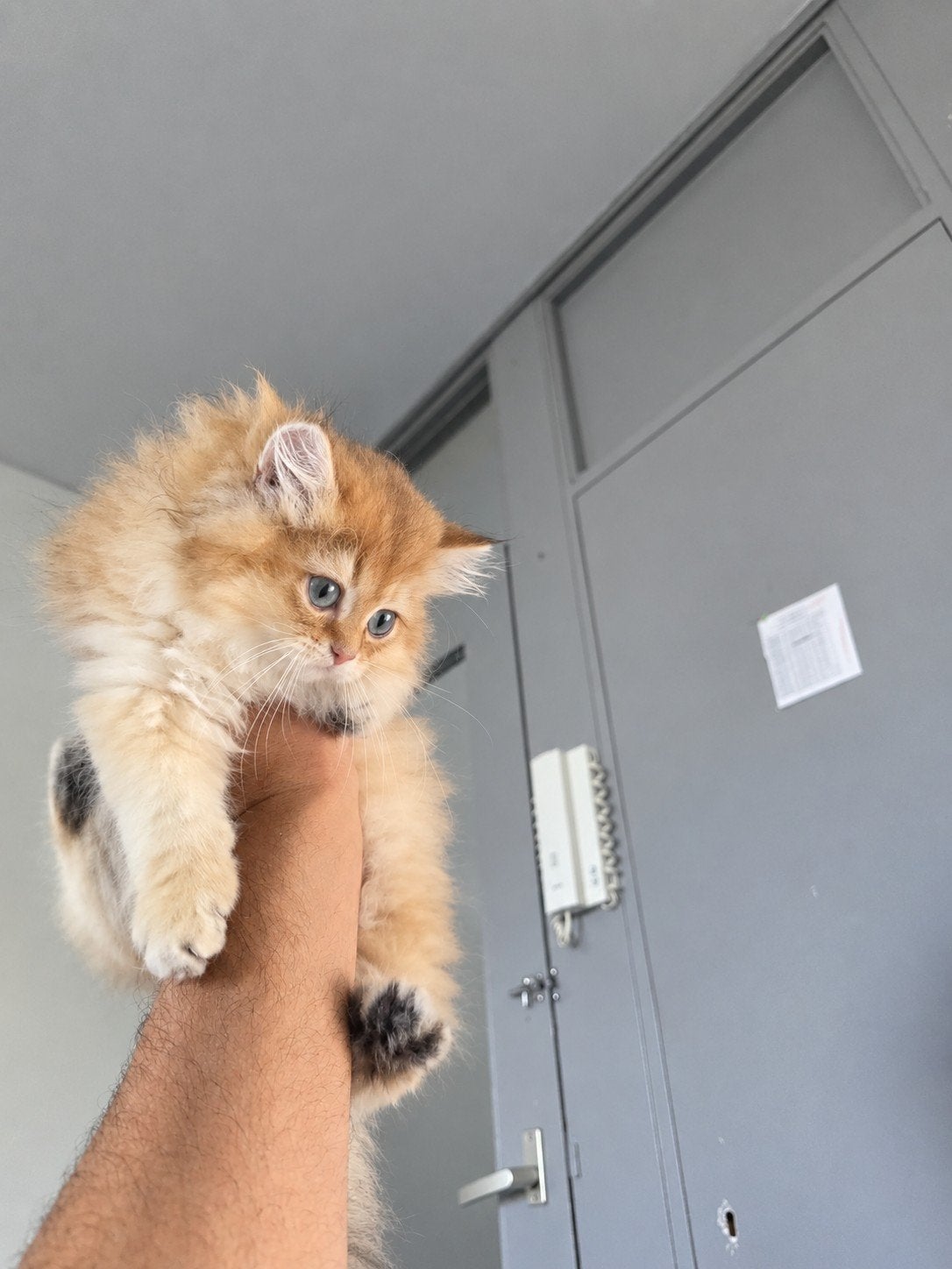Britse langhaar kittens, Dieren en Toebehoren, Kater