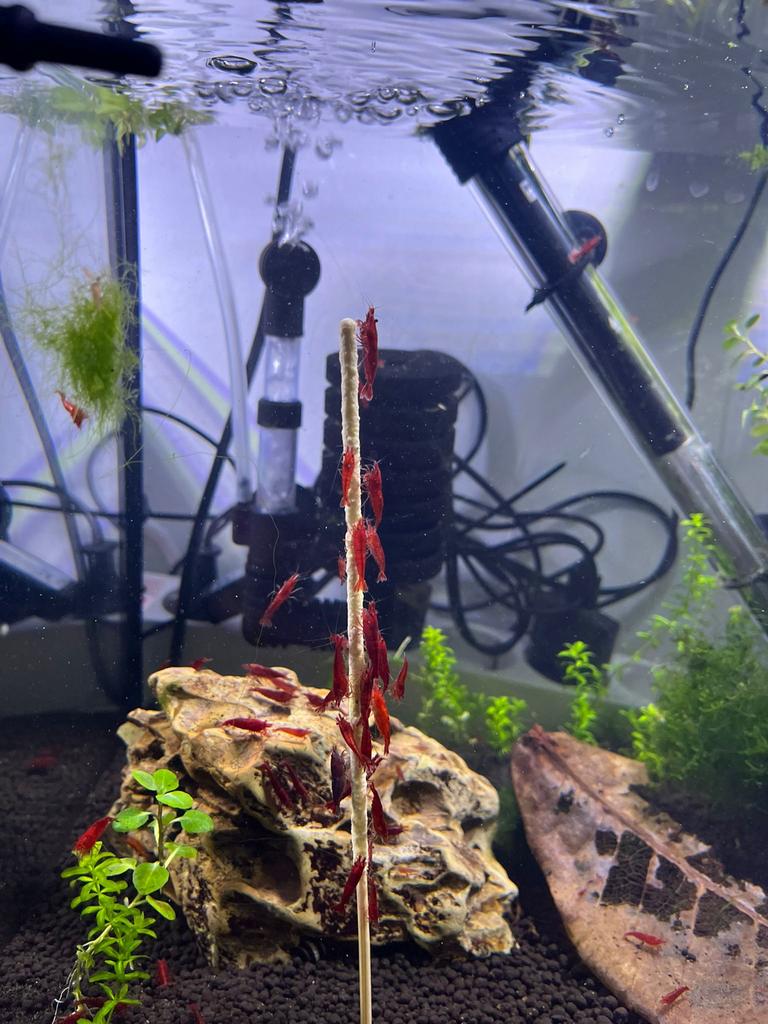 Fire red garnaal + 45 l aquarium, Kreeft, Krab of Garnaal, Zoetwatervis, Schoolvis