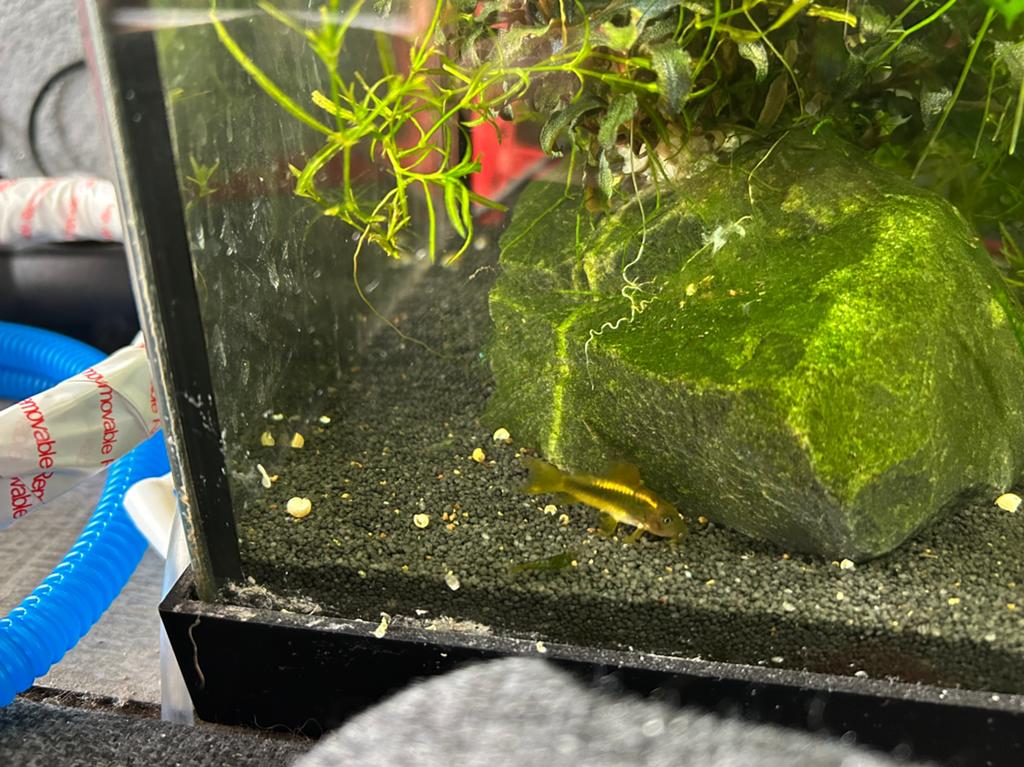 10 corydoras red laser babys, Vis