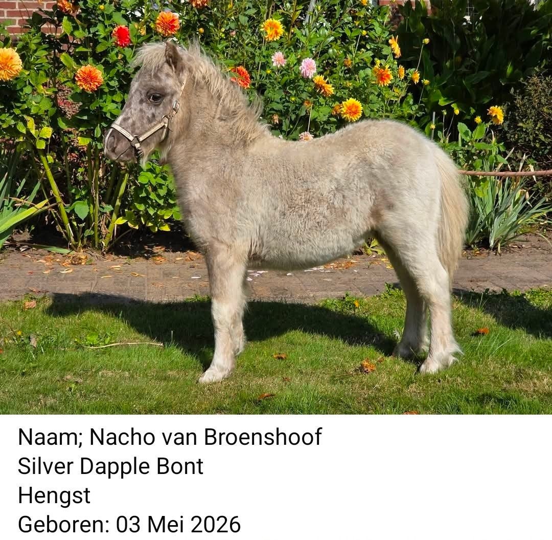 Prachtige Mini-Pony hengstveulens, Niet van toepassing, A pony (tot 1.17m), Gechipt, 0 tot 2 jaar