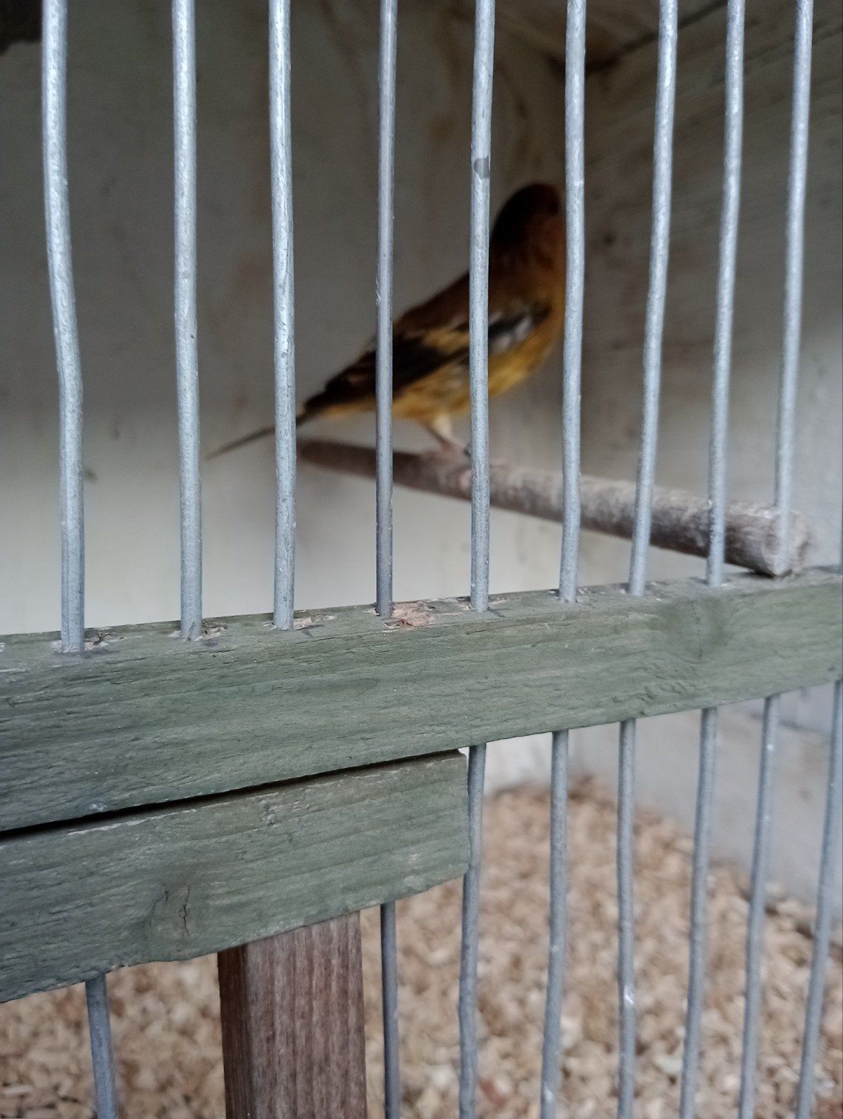 Te koop putter pop, Vrouwelijk, Wildzangvogel, Geringd