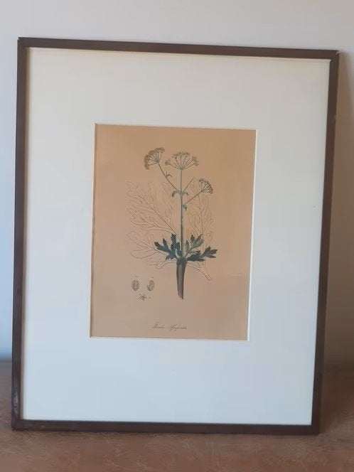 Handingekleurde Gravure 1876 Duivelsdrek Ferula Asafoetida,, Antiek en Kunst, Ophalen