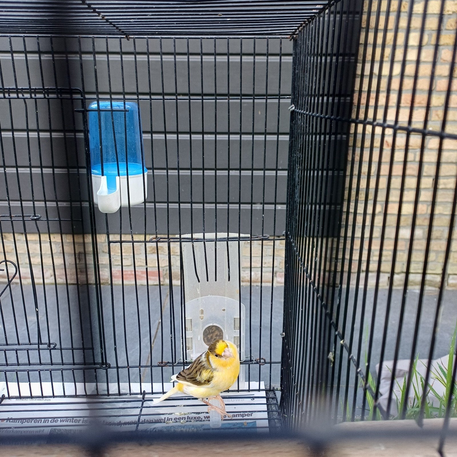 broedrijp koppel kanarie's, Meerdere dieren, Kleurkanarie