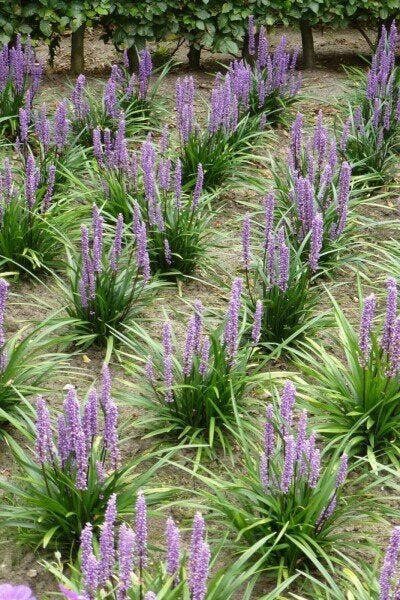 Liriope muscari 'Moneymaker' (Leliegras) – P9, Volle zon, Vaste plant, Zomer, Ophalen