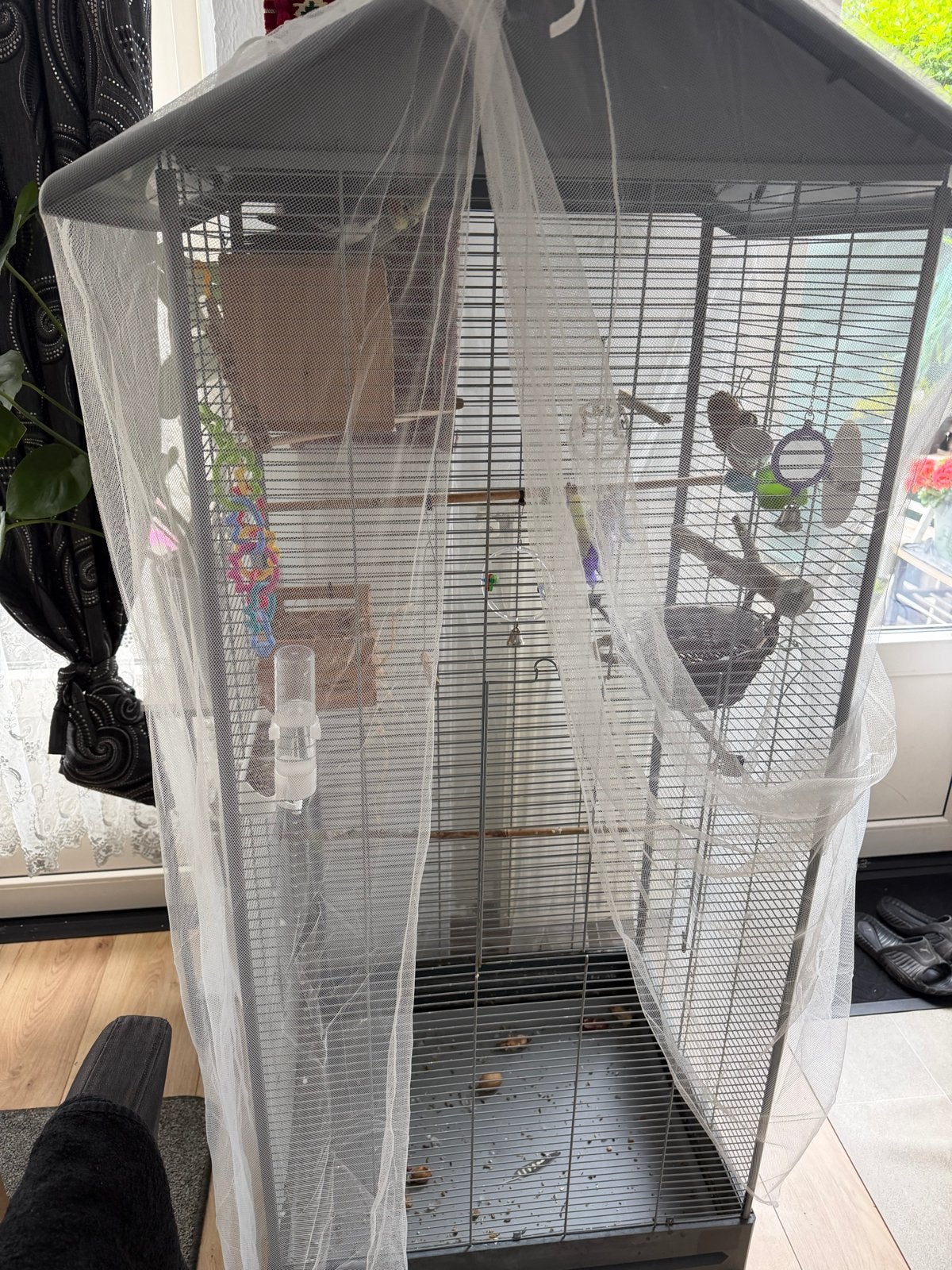 Vogel koktil, Meerdere dieren