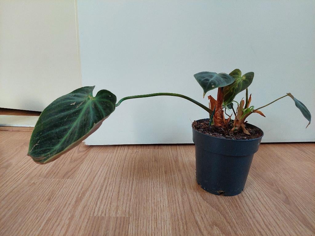 Philodendron Gloriosum H: 20 cm. - Philodendron, Ophalen, Overige soorten, Halfschaduw, Minder dan 100 cm