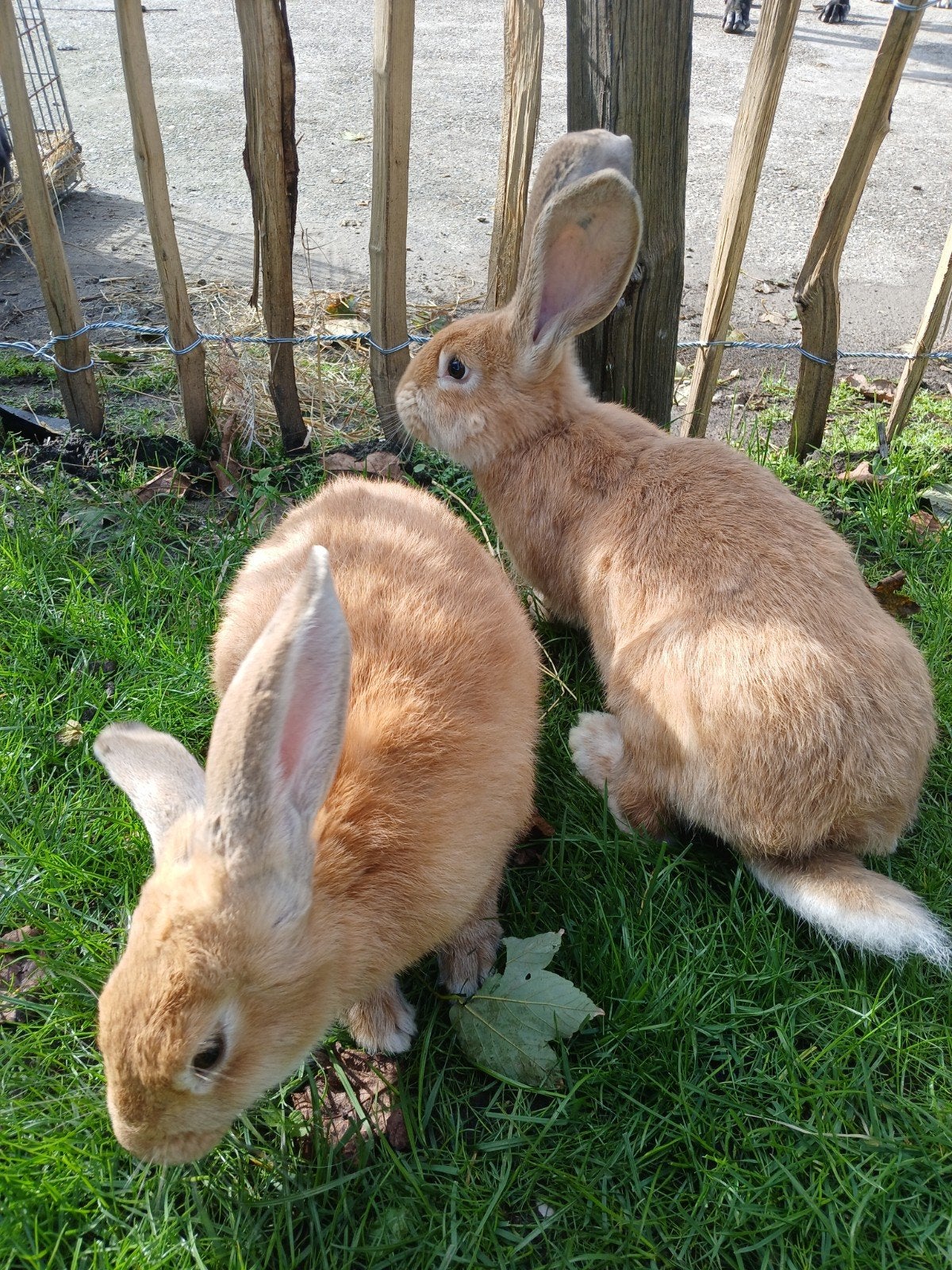 2 lotharing voedsters, Dieren en Toebehoren, Vrouwelijk, Groot, 0 tot 2 jaar