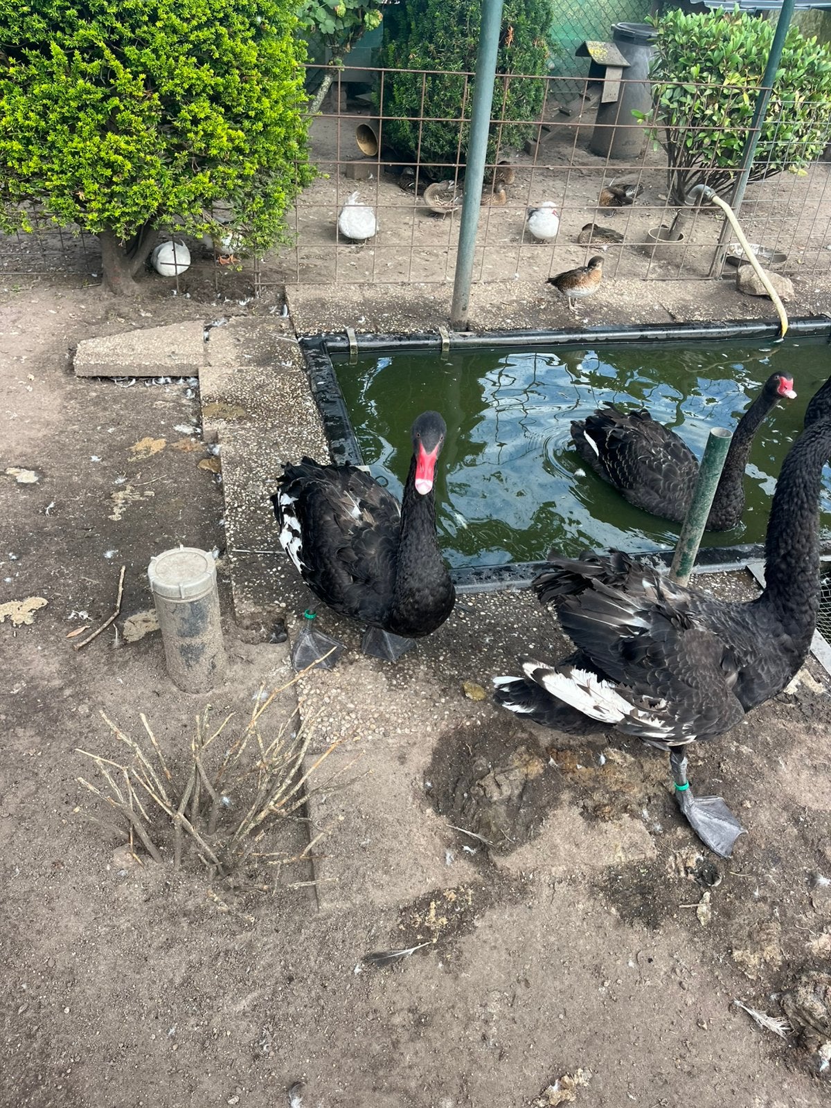 Zwarte zwanen, Dieren en Toebehoren, Pluimvee, Geslacht onbekend, Gans of Zwaan