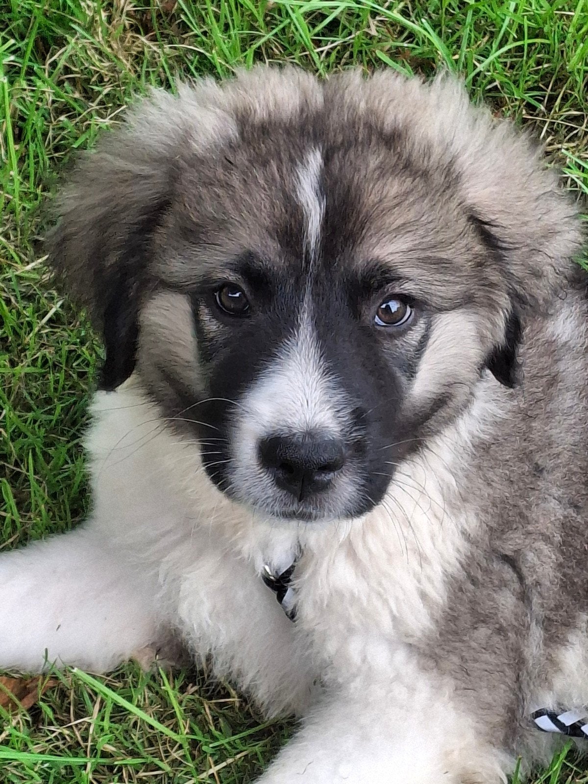 Berghond  pups teefje  reutje, Overige rassen, 8 tot 15 weken, Parvo, Meerdere