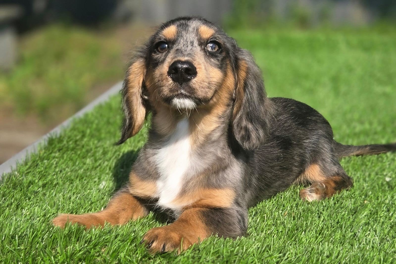Te koop mooie blue merle langharige teckel pup (tekkel), Parvo, Nederland, Reu, 8 tot 15 weken