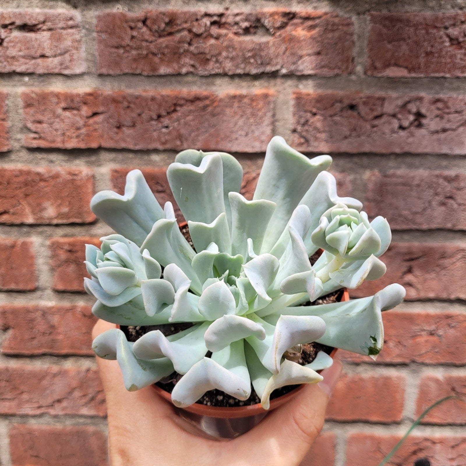 Echeveria runyonii p10, Huis en Inrichting, Kamerplanten, Ophalen of Verzenden, Halfschaduw, Minder dan 100 cm