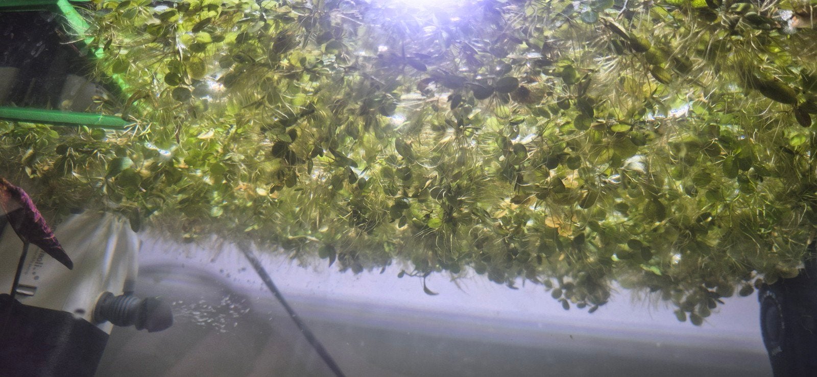 Drijfplantjes aquarium, Dieren en Toebehoren, Vissen | Aquaria en Toebehoren, Ophalen of Verzenden