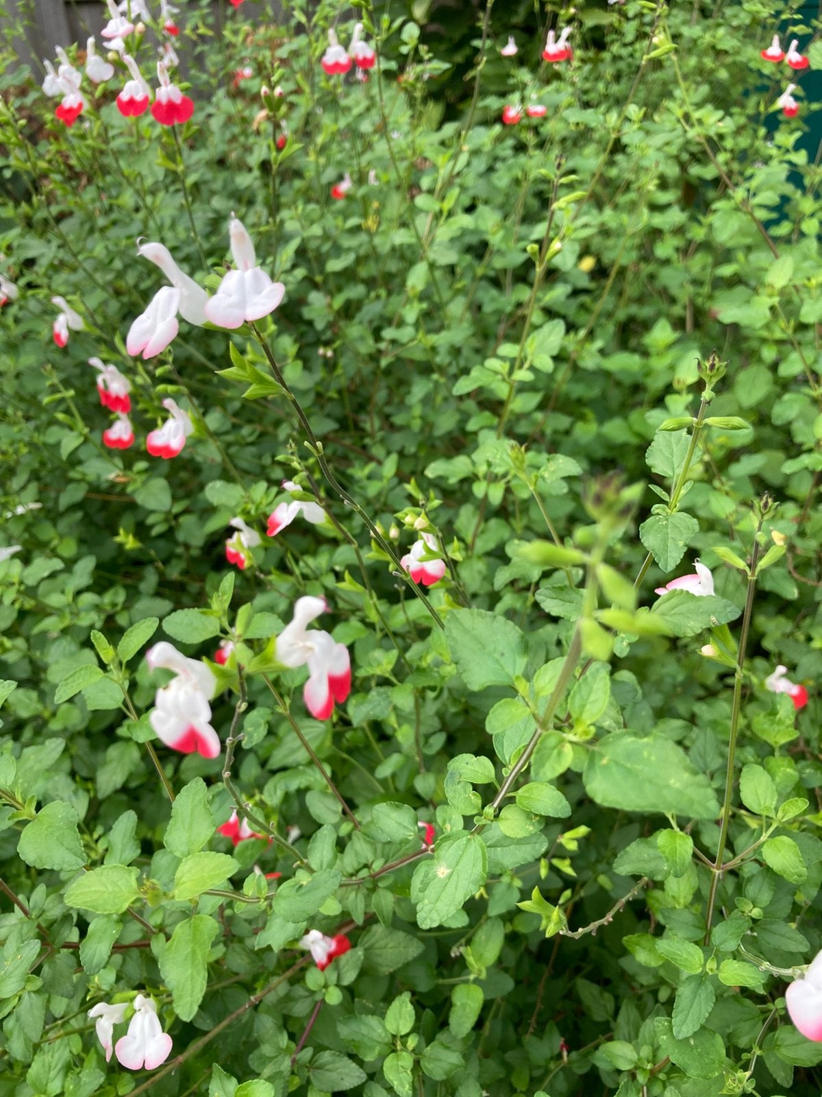 Grote Salvia microphylla 'Hot Lips sier salie tuin plant, Ophalen, Vaste plant, Overige soorten, Volle zon