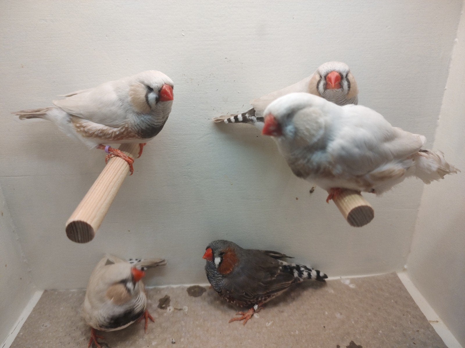 Zebravink mannen 4x maskergrijs, 1x split msk.gr, in 1 koop, Mannelijk, Geringd