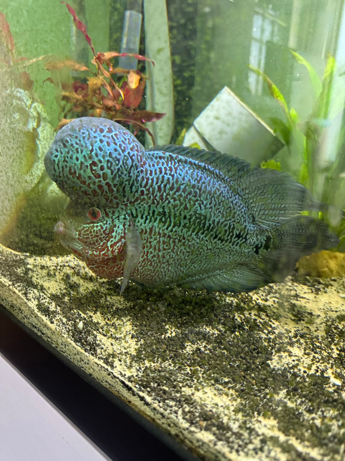 Flowerhorn Jody, Dieren en Toebehoren, Vissen | Aquariumvissen, Vis