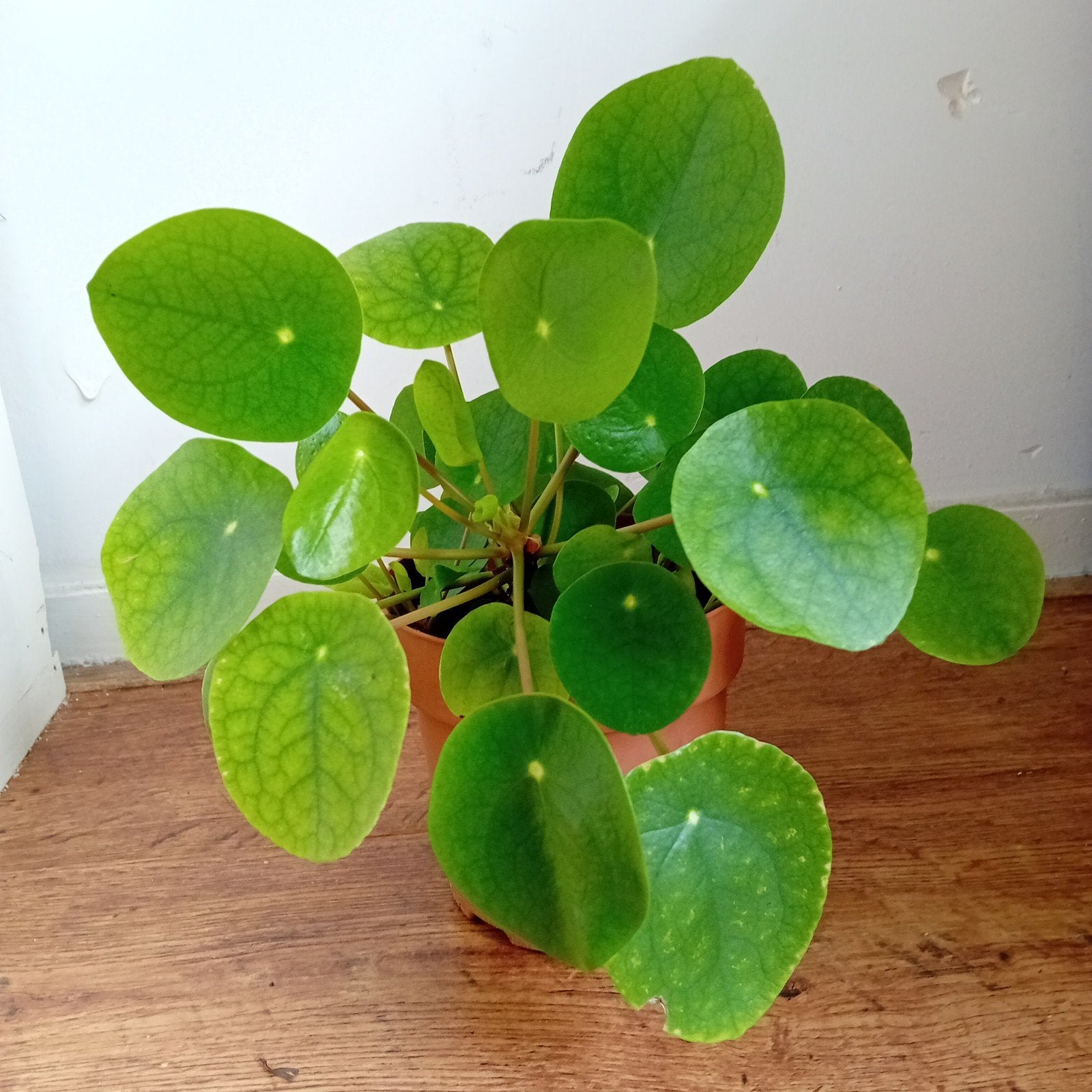 Gezonde pannenkoekplant, Huis en Inrichting, Kamerplanten, Overige soorten, Minder dan 100 cm, Groene kamerplant, Halfschaduw