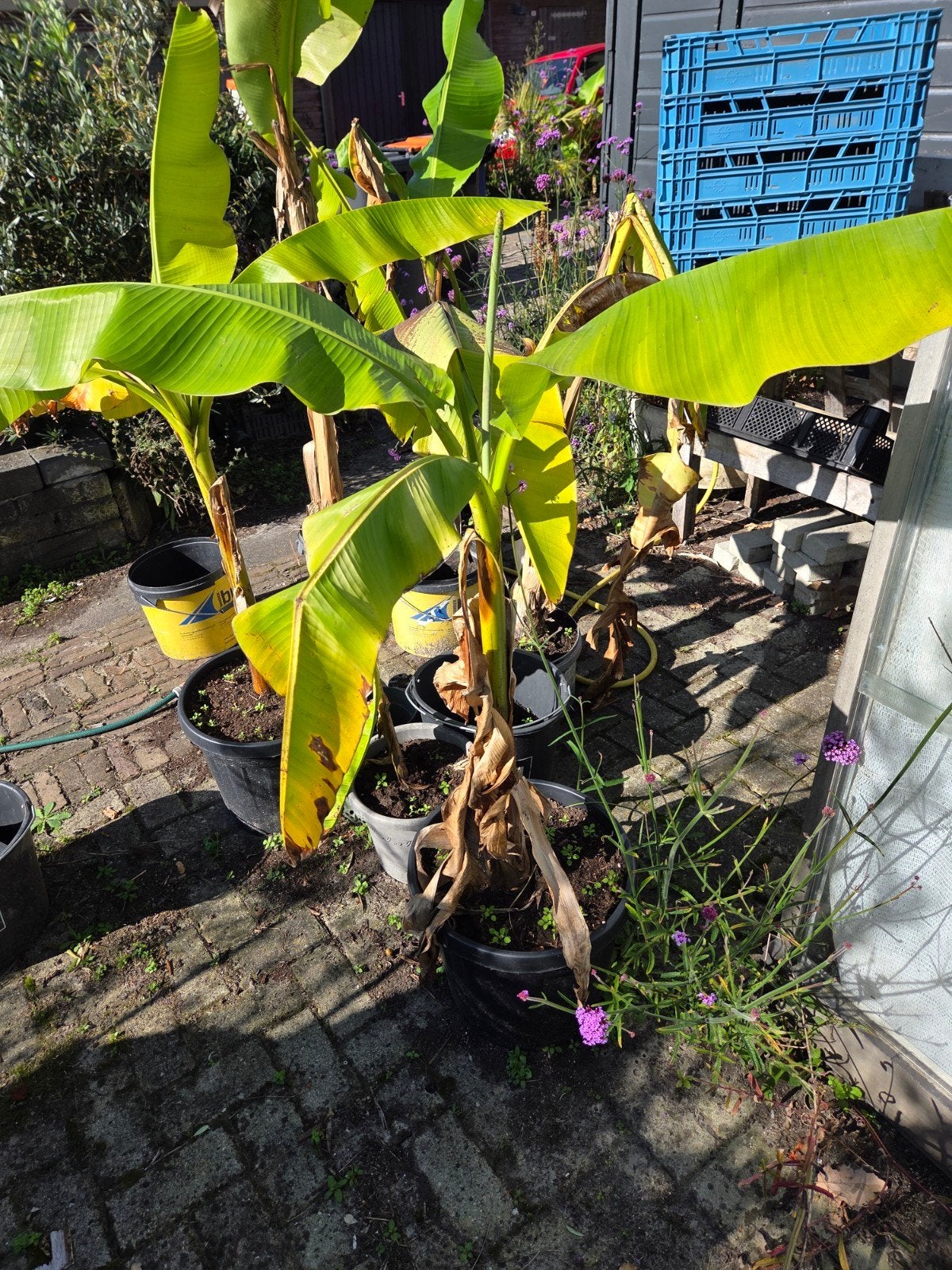 Bananenplanten (Musa Basjoo) - Winterharde variant, Volle zon, Vaste plant, Bloeit niet, Ophalen