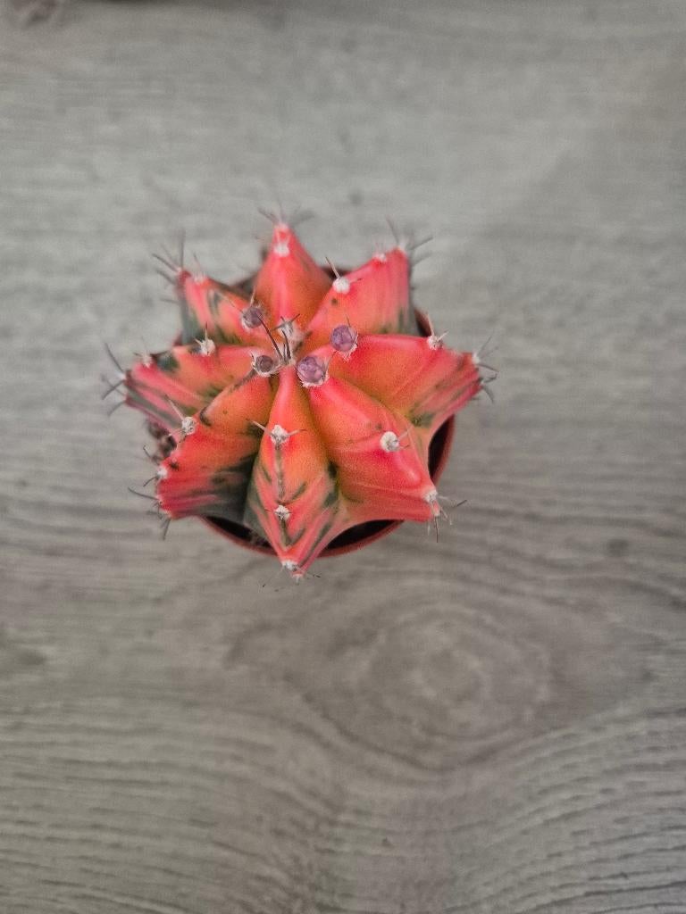 Gymnocalycium mihanovichii variegata roze rood, Ophalen of Verzenden, Halfschaduw, Minder dan 100 cm