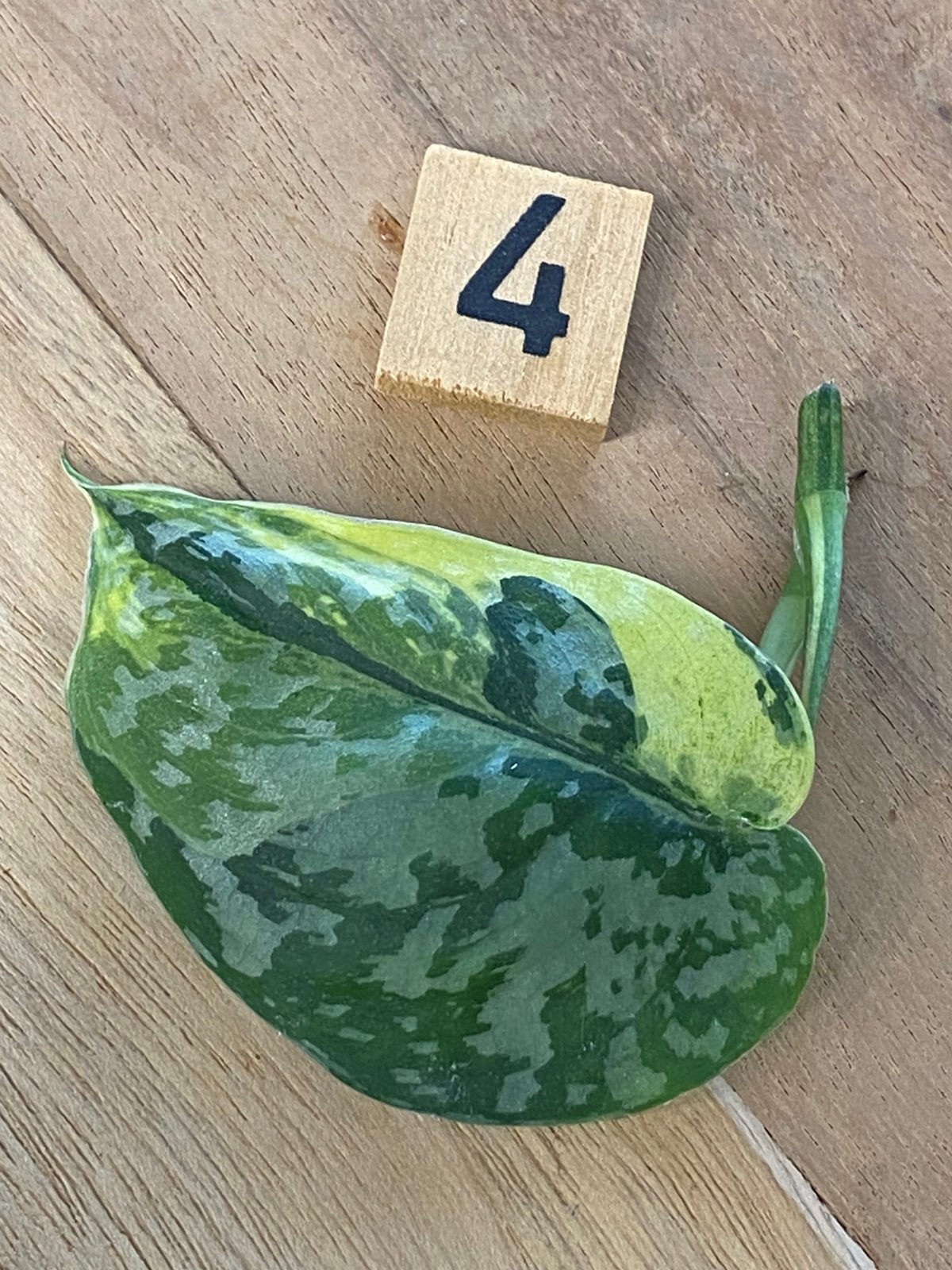 Scindapsus Mayari Variegata #4, Huis en Inrichting, Kamerplanten, Minder dan 100 cm, Halfschaduw, Ophalen of Verzenden