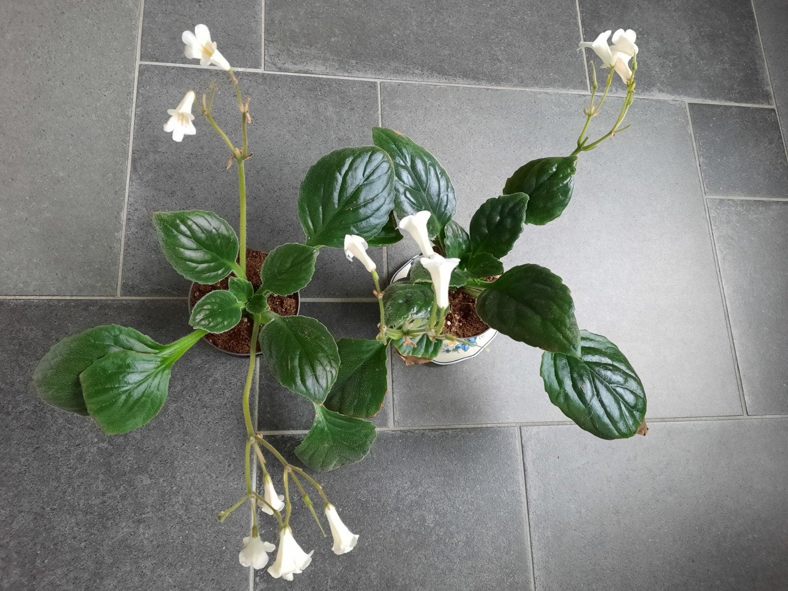 Streptocarpus, wit bloeiend. 5 euro, Ophalen of Verzenden, Halfschaduw, Minder dan 100 cm