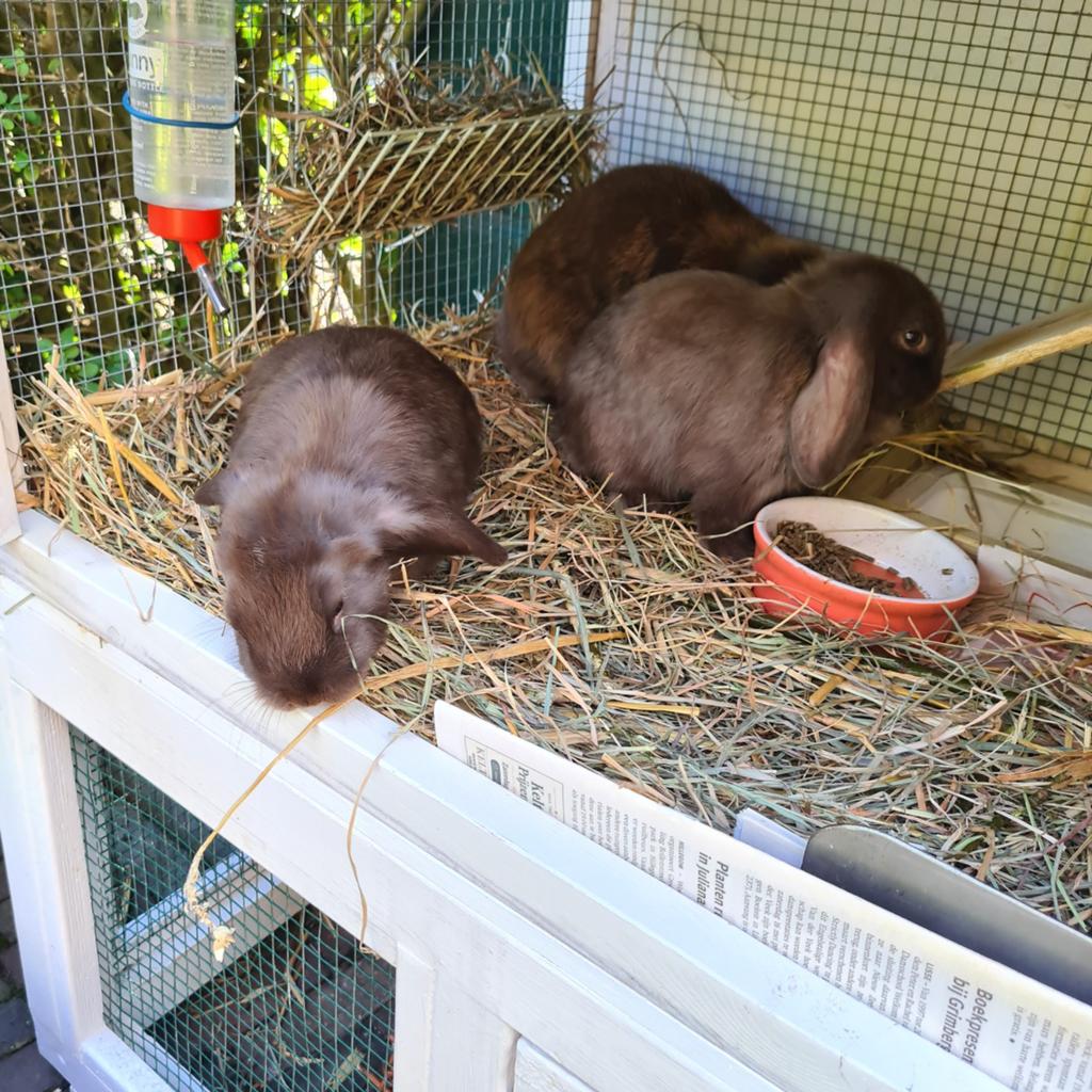 Minilop konijntjes ( hangoor) choco kleur, Dieren en Toebehoren, Konijnen, Klein, 0 tot 2 jaar, Hangoor